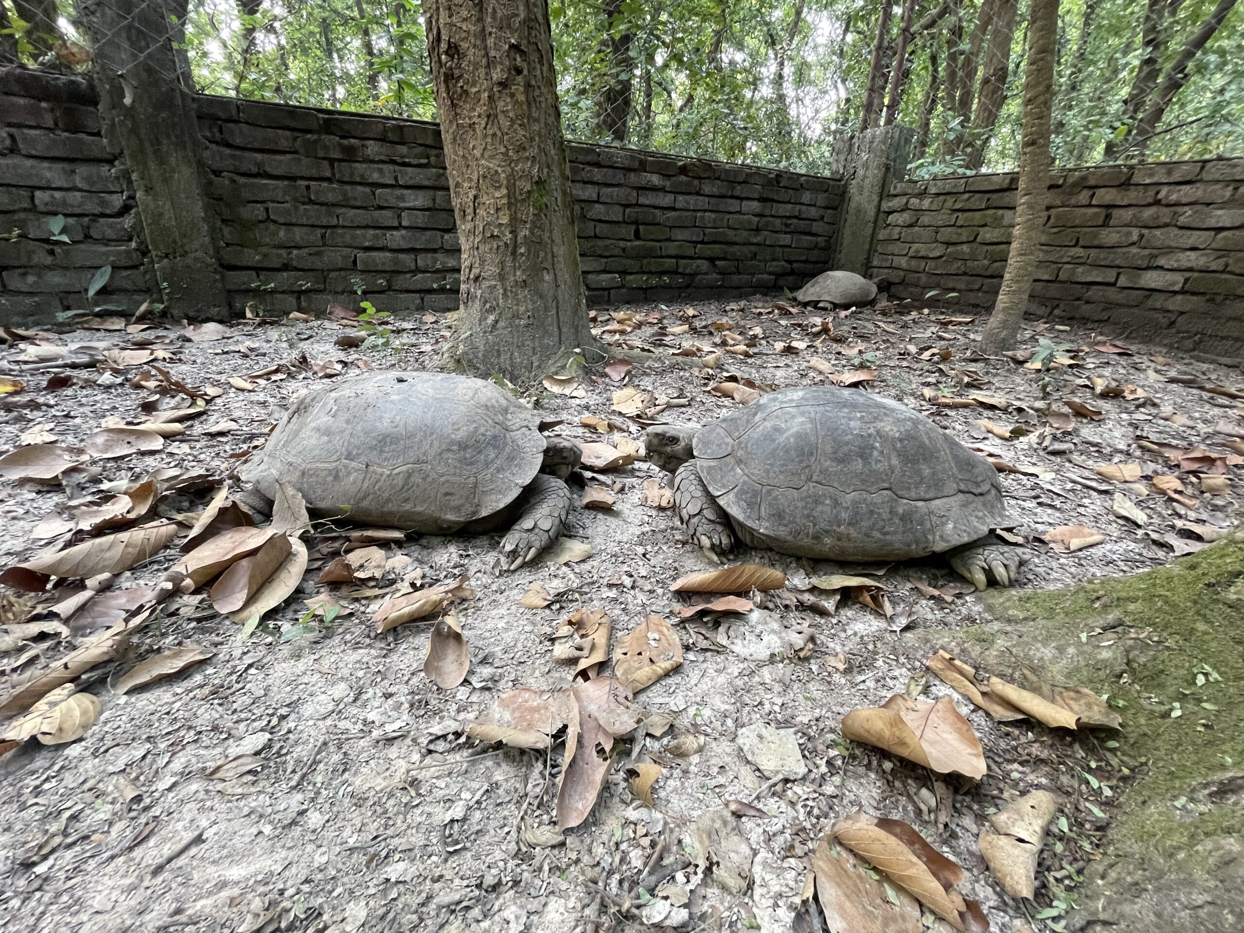 breeding and head starting tortoises for release