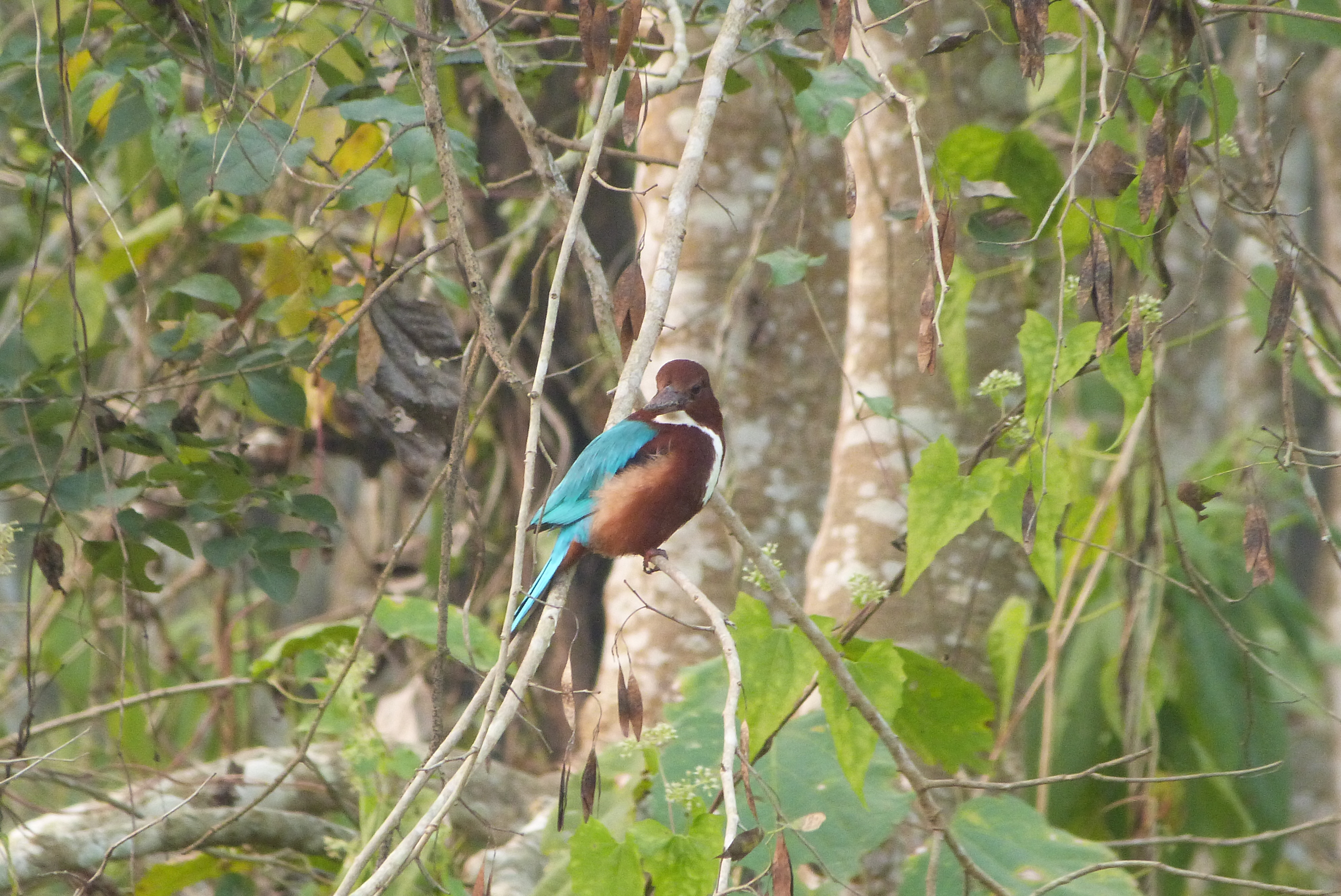 visiting Chitwan National Park