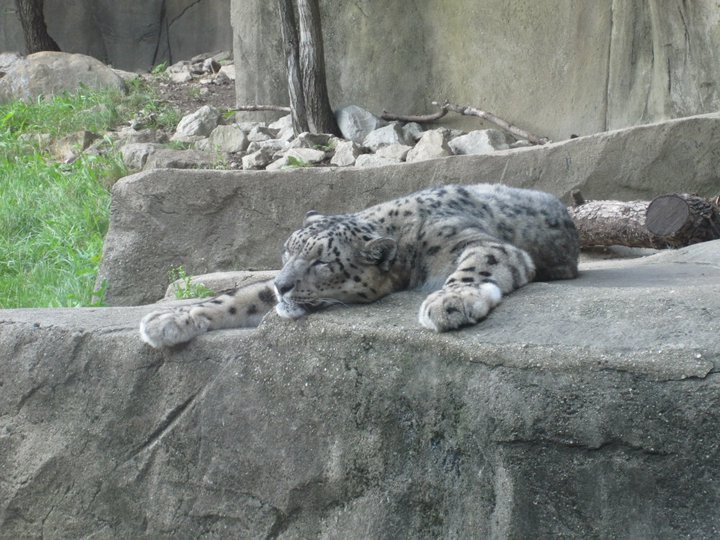 snow leopard conservation